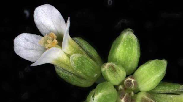 Bild på backtrav, Arabidopsis thaliana