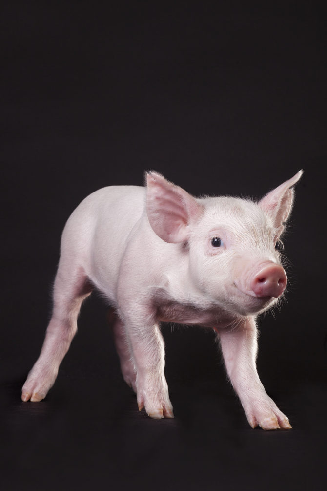 Bild på PRRS-resistent gris