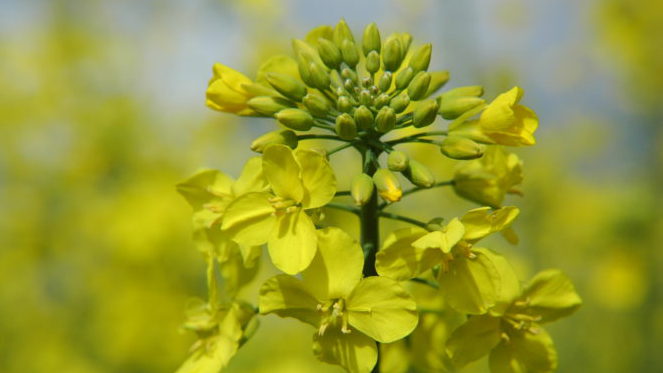 Bild på rapsblomma.