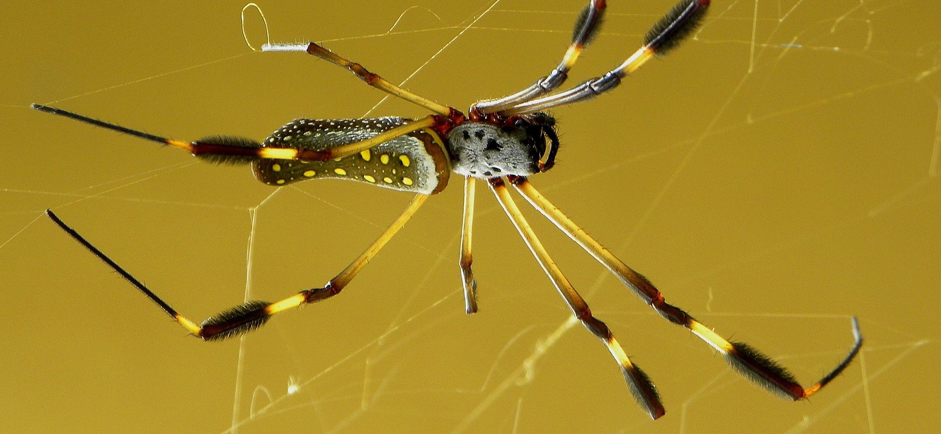 Bild på spindelarten Nephilia clavipes.