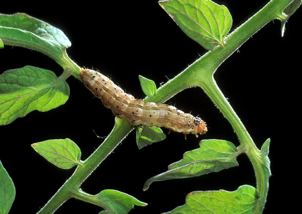 Bild på larv av bomullsmal, Pectinophora gossypiella. Foto: Scott Bauer, USDA.