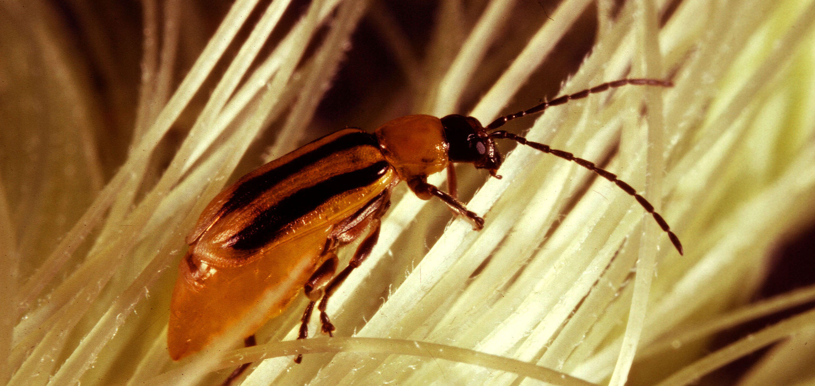 Bild på majsrotbaggen Diabrotica virigifera.