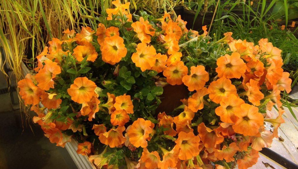 Bild på orangefärgade genetiskt modifierad petunia. Foto: Jens Sundström.
