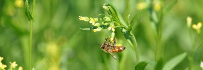 Oljedådrablomma