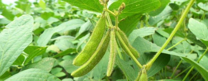 Bild på sojaböna, Glycine max