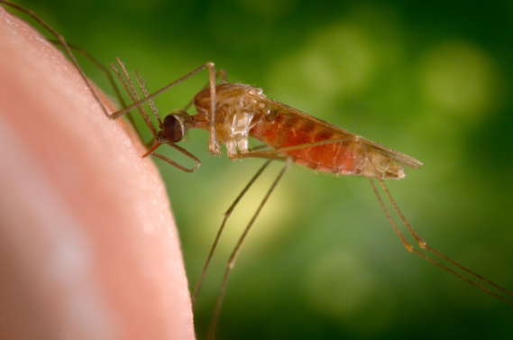 Bild på malariamyggan Anopheles gambiae