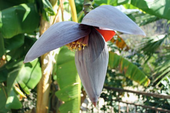 Bild på bananblomma