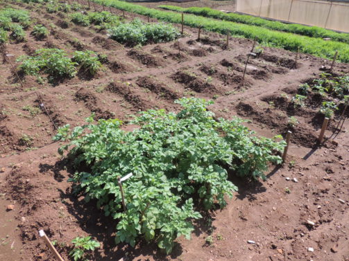 Bild på fältförsök med Phytophtora-resistemnt potatis