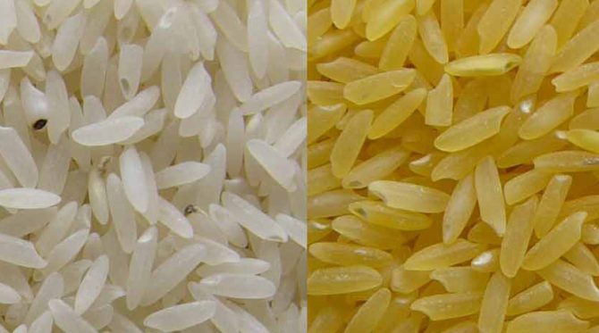 Bild på omodifierat ris och det gyllene riset.