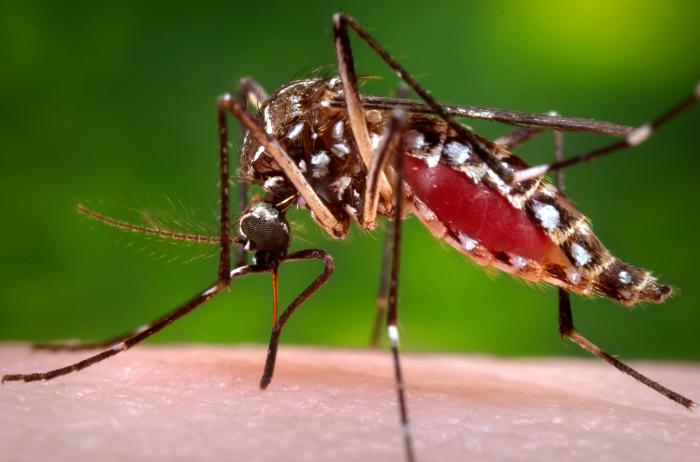 Bild på mygga
