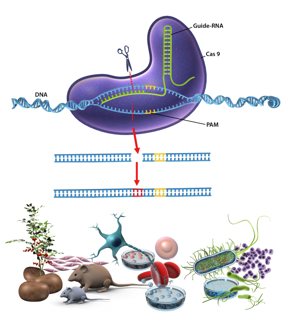 Schematisk illustration över gensaxen CRISPR/Cas9. 