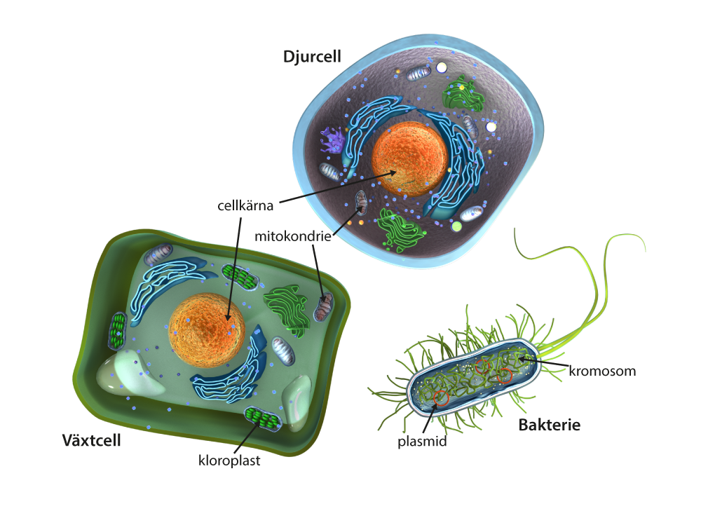 Två eukaryota celler, en växtcell och en djurcell, och en prokaryot cell i form av en bakterie. 