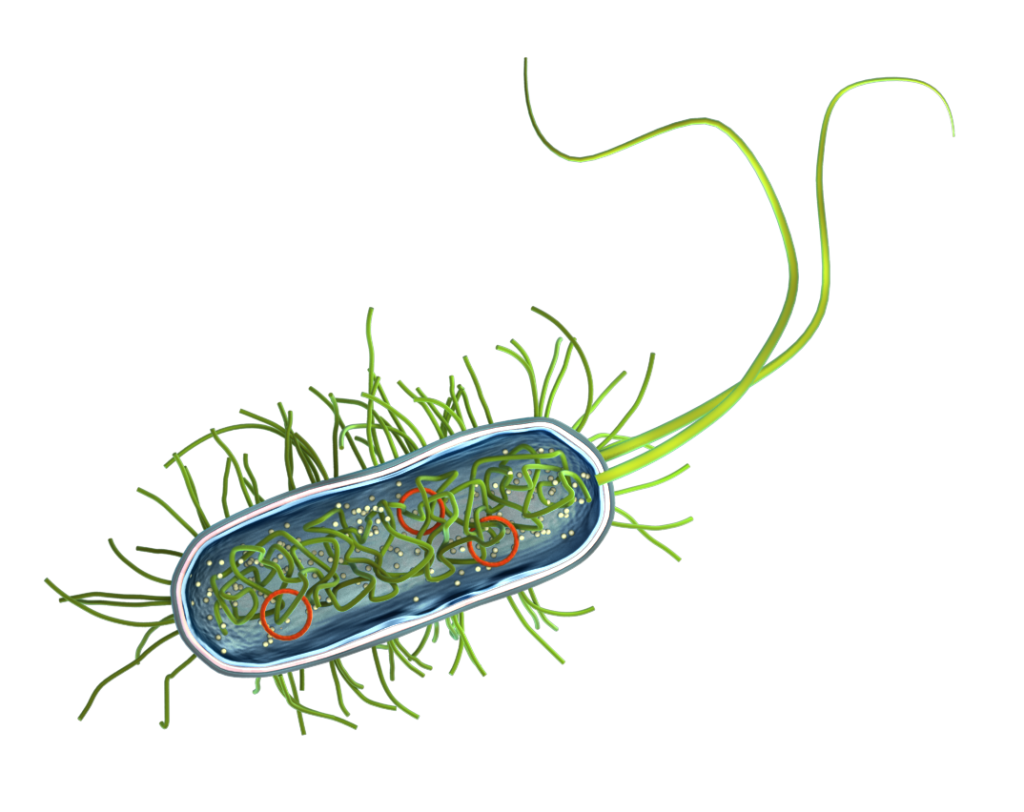 en bakterie i genomskärning