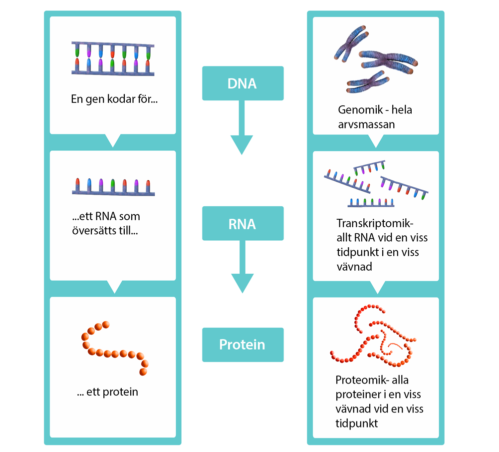 Schematisk bild av hur gener översätts till RNA som översätts till ett protein, och hur Genomik, transkriptomik och proteomik är metoder för att studera dessa steg. 