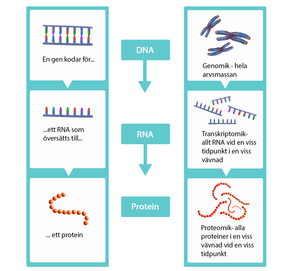 illustration av den centrala dogmen, hur DNA blir RNA som blir ett protein och hur studier av dessa steg kallas för genomik, transkriptomik och proteomik