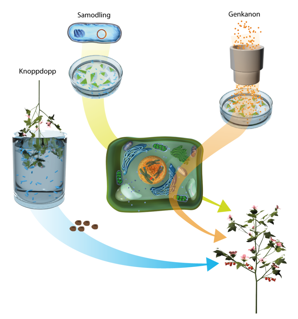 DNA kan föras in i växtens celler med hjälp av Agrobacterium tumefaciens, som antingen kan infektera växter. 