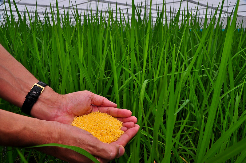 Två kupade händer som håller i det genetiskt modifierade "gyllene riset"
