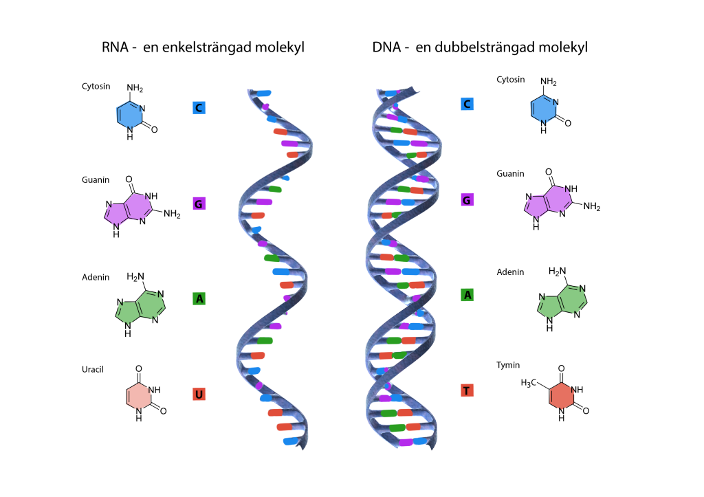 illustration av hur RNA och DNA är uppbyggda