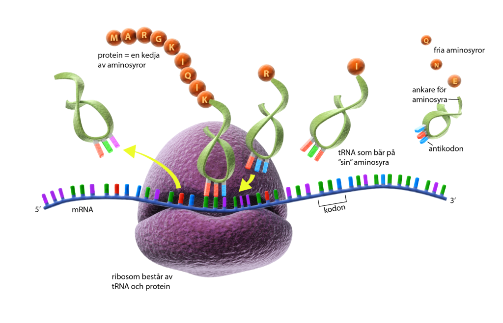 En ribosom som tillverkar ett protein med en mRNA-molekyl som mall