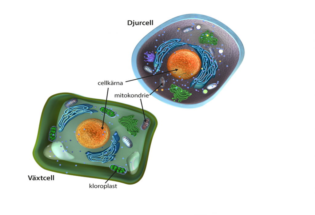 En växtcell och en djurcell