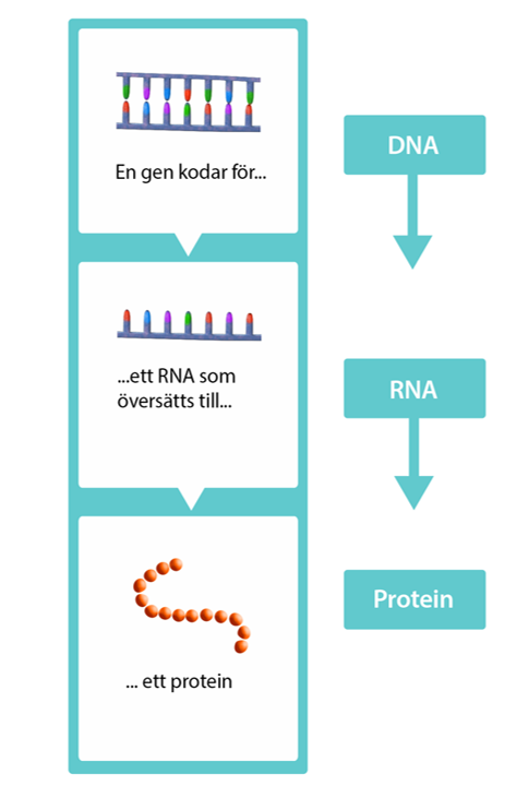 Schematisk illustration av hur en gen kodar för ett RNA som översätts till ett protein.