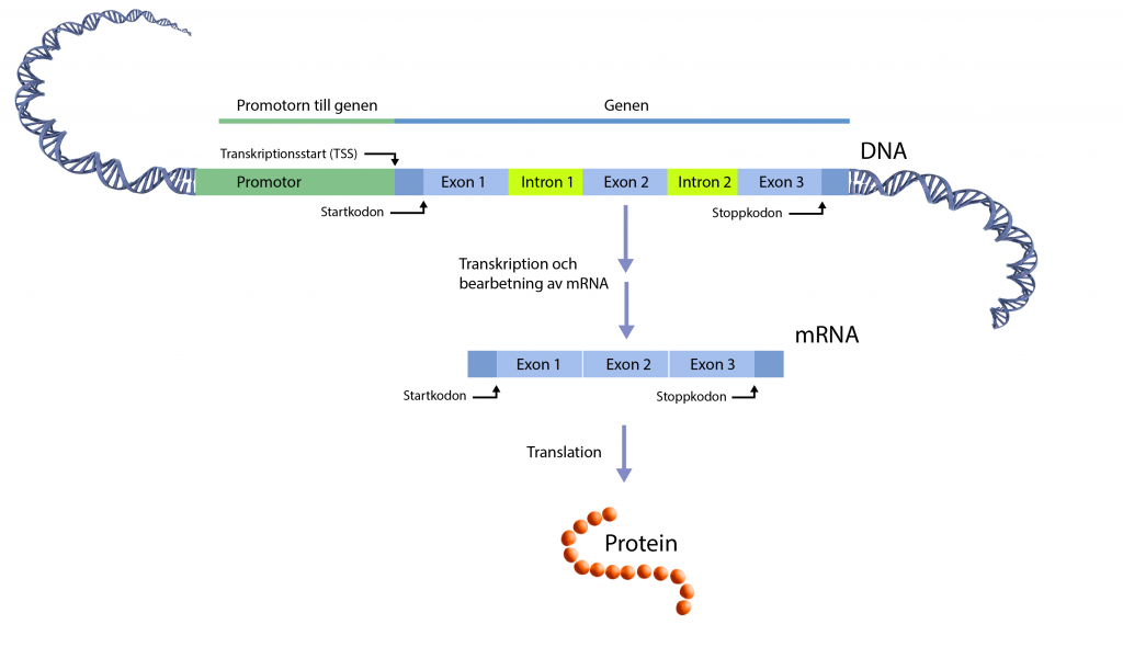 Schematisk illustration av hur en gen kodar för ett RNA som översätts till ett protein.