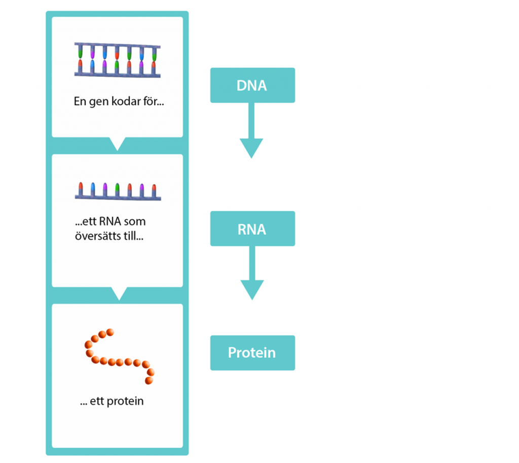 Schematisk illustration av hur en gen kodar för ett RNA som översätts till ett protein.