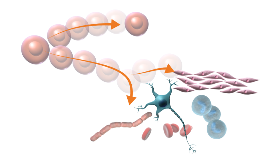 Illustration av hur stamceller kan utvecklas till olika sorters specialiserade celler. 