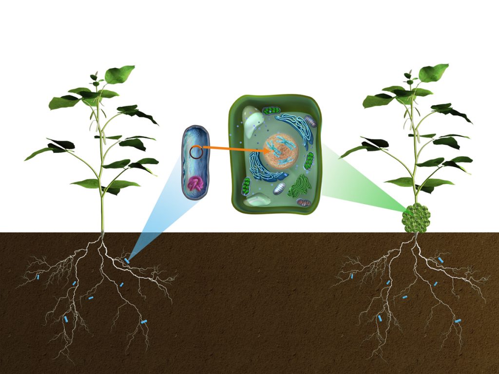 Illustration av hur jordbakterien Agrobacterium tumefasciens modifierar växter genetiskt.
