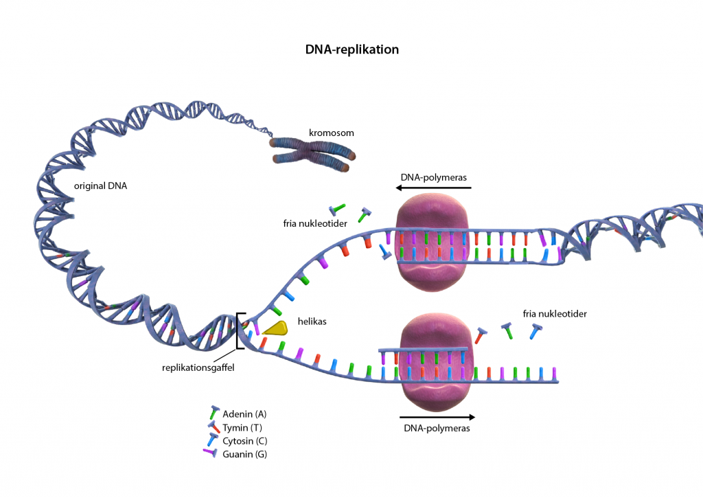 Illustration av DNA-replikation