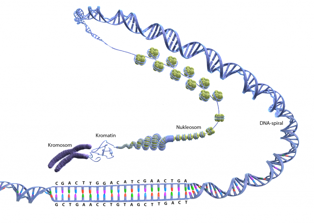 Illustration av DNA-metylering och histonmodifiering