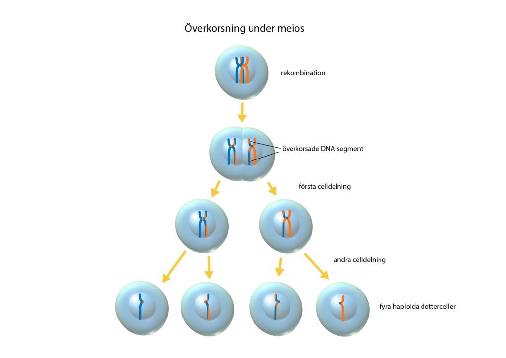 Illustration av överkorsning i samband med celldelningesprocessen meios.