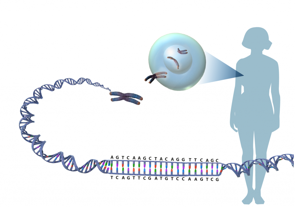Illustration av en DNA-sekvens som tvinnas samman i en spiral, packas i kromsomer i en cell som härrör från en människa.