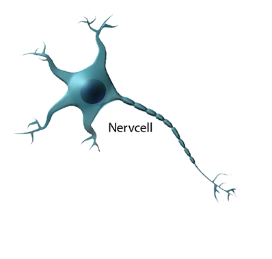 En nervcell.
