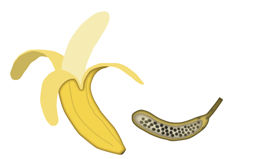 Illustration av banan och dess föregångare. Foto: Gunilla Elam.