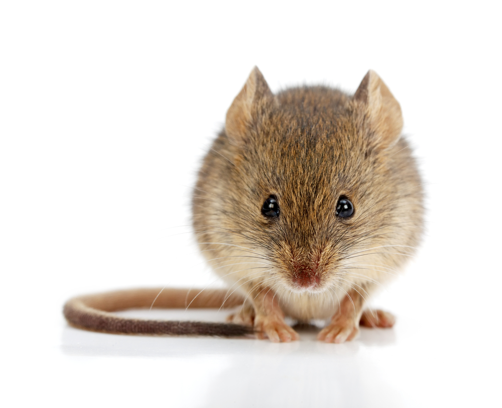 bild av en mus