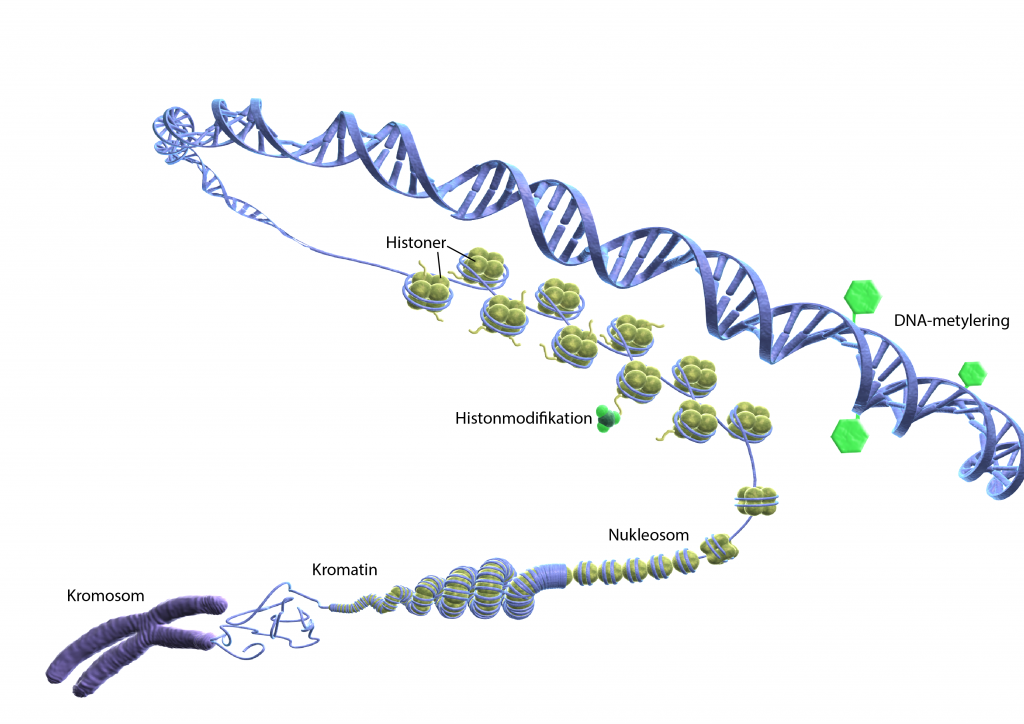 Illustration av DNA-metylering och histonmodifikation 