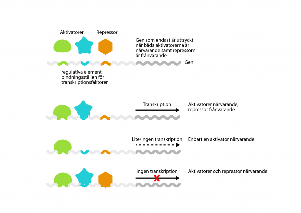 Illustration som exemplifierar hur specifika transkriptionsfaktorer kan fungera.  