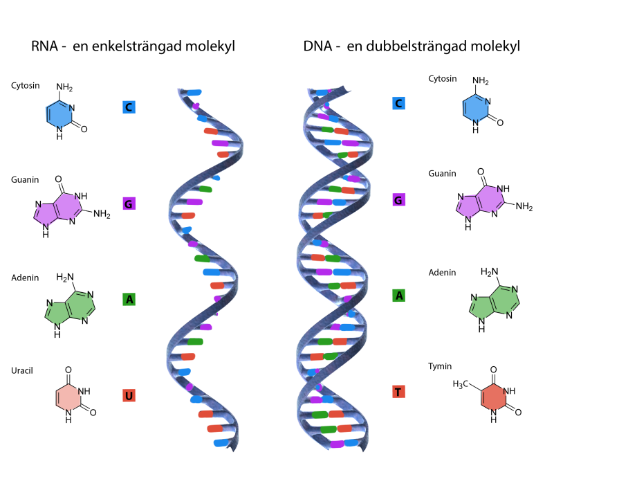 illustration av de kvävebaser som ingår i RNA och DNA