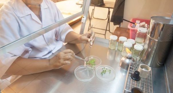 Arbete med växtvävnad i sterilskåp.