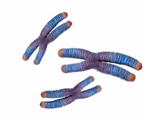 Bild av kromosomer.