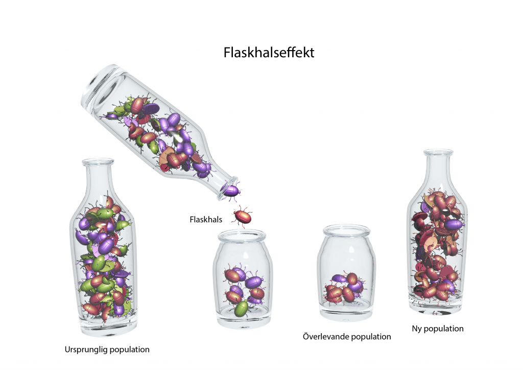 Illustration av flaskhalseffekt. 