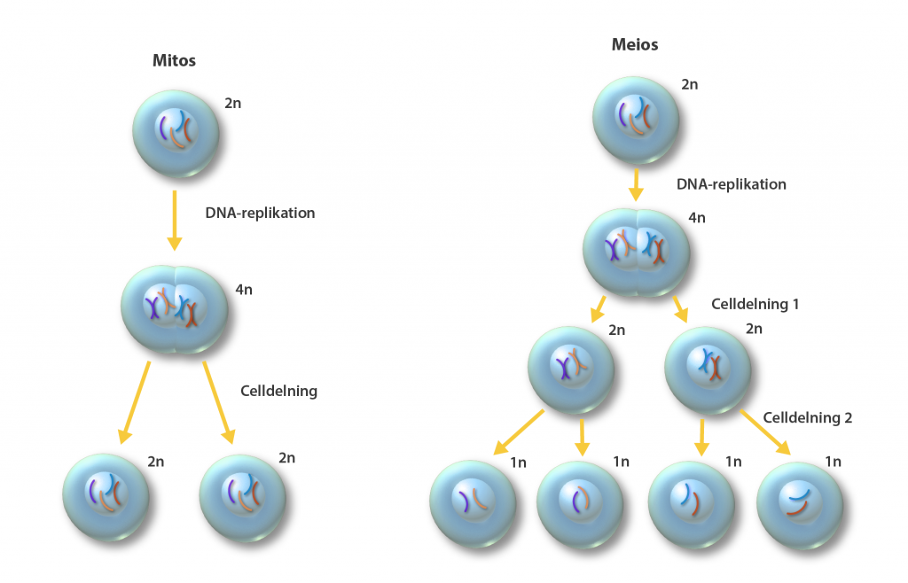  de två celldelningsprocesserna hos eukaryota organismer, mitos, för bildandet av somatiska celler, och meios för bildandet av könsceller. 