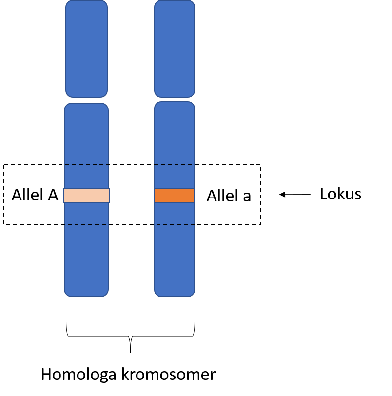 två kromosomer bredvid varandra  med ett lokus och två olika alleler utmärkta