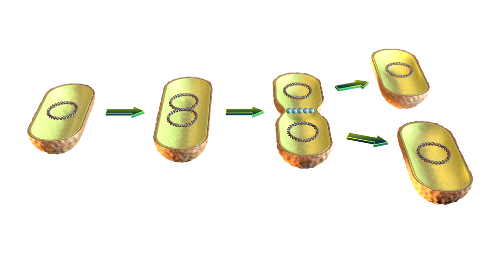 illustration av binär fission