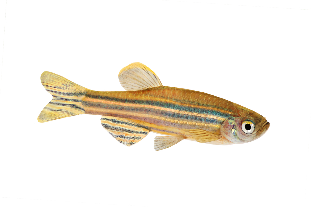 Zebrafisk. 