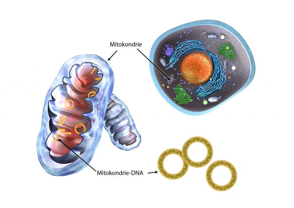 de ringformade strukturer som utgör mitokondrie DNA
