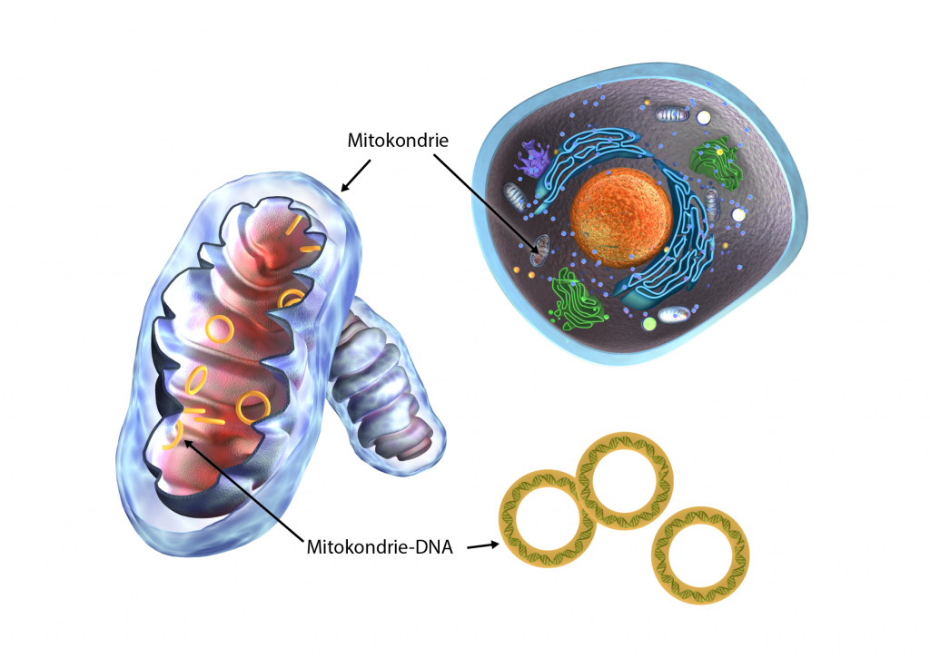 Illustration av en cell, dess mitokondrier och mitokondriernas DNA. 