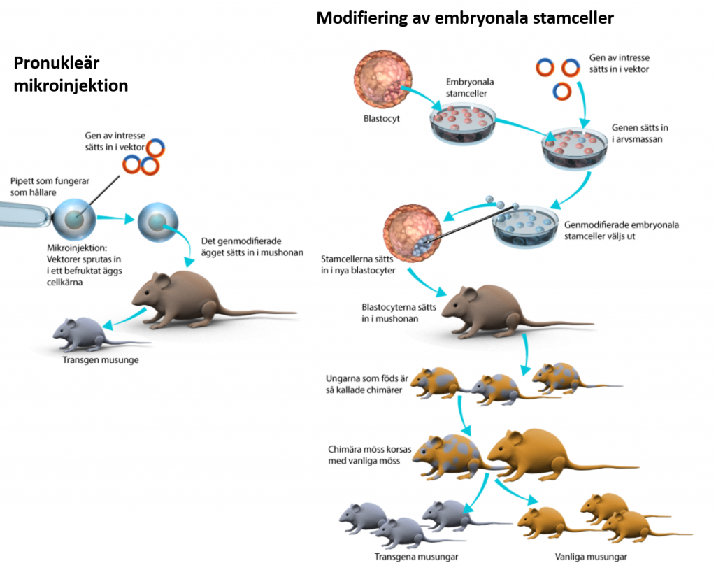 Schematisk bild som visar två metoder för att skapa en genetisk modifierad mus. 