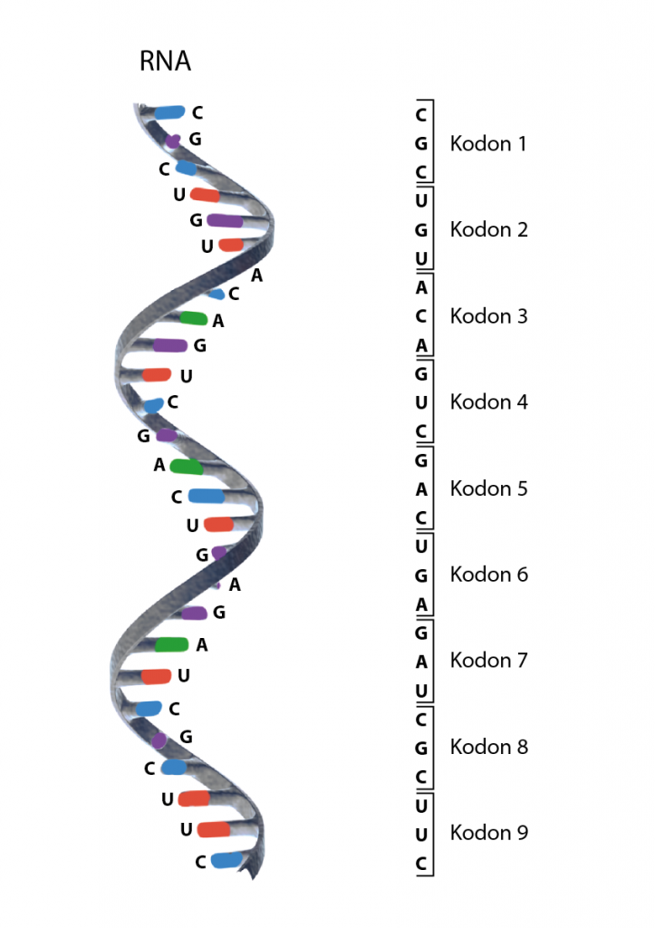 En illustration av en RNA-molekyl som också visar hur nukleotiderna tre och tre bildar kodon. 